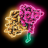 Mouse mammary tumour virus matrix protein, molecular model