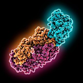 Antibody and antigen binding protein, molecular model