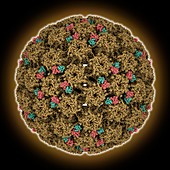 Human papilloma virus 16 capsid, molecular model
