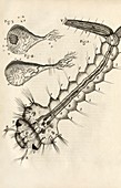 Mosquito larva in Hooke's Micrographia (1665)