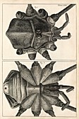 Spider in Hooke's Micrographia (1665)