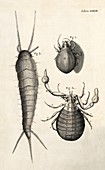 Arthropods in Hooke's Micrographia (1665)
