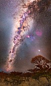 Milky Way over trees, Namibia