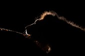 Male lion with giraffe carcass at night