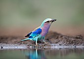 Lilac-breasted Roller with insect