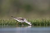 Common Greenshank wading for food