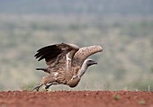 White-backed vulture with full crop