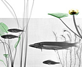 Fish and aquatic plants, X-ray
