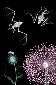 Bats above flowering plants, X-ray