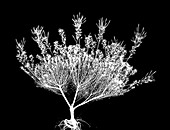 Diosma flowering plant, X-ray