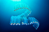 Salp colony