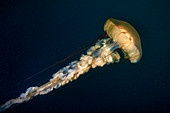 Sea nettle jellyfish