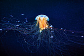 Lion's mane jellyfish and young fish