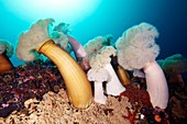 Metridium farcimen sea anemones