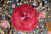 Actinia sea anemone