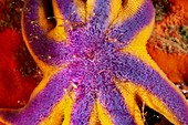 Solaster starfish