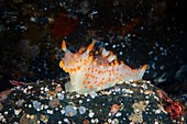 Nudibranch