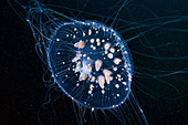 Aequorea crystal jellyfish with parasitic sea anemones