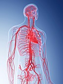 Illustration of the vascular system