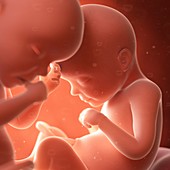 Illustration of twins in the womb