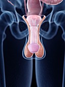 Illustration of penis anatomy
