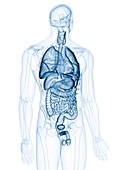 Illustration of the human internal organs