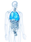 Illustration of the lungs