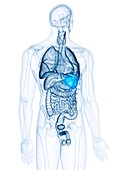 Illustration of the spleen