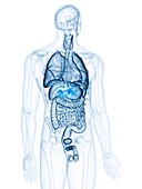 Illustration of the adrenal glands