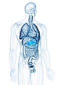 Illustration of the pancreas