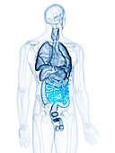 Illustration of the small intestine