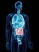 Illustration of the small intestine