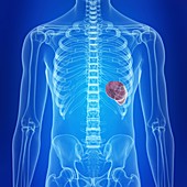 Illustration of a healthy spleen