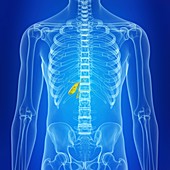 Illustration of a healthy gallbladder