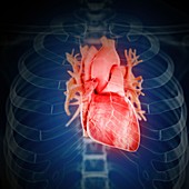 Illustration of an inflamed heart