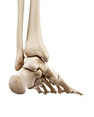 Illustration of human foot bones