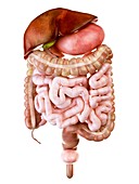 Illustration of the human digestive system