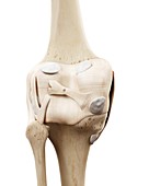 Illustration of the human knee bones