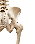 Illustration of the human hip bones