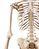 Illustration of the human arm bones