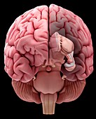 Illustration of the anterior human brain