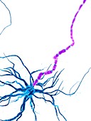 Illustration of a human nerve cell