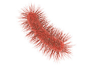 E. coli bacteria, illustration