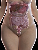 Illustration of an obese woman's organs