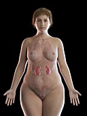 Illustration of an obese woman's kidneys