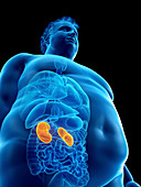 Illustration of an obese man's kidneys