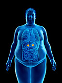 Illustration of an obese man's adrenal glands