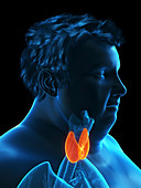 Illustration of an obese man's thyroid gland