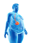 Illustration of an obese man's stomach