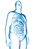 Illustration of an obese man's organs